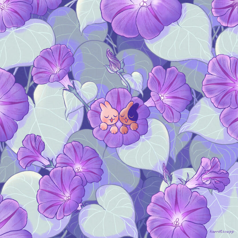 Morning Glory Flowers